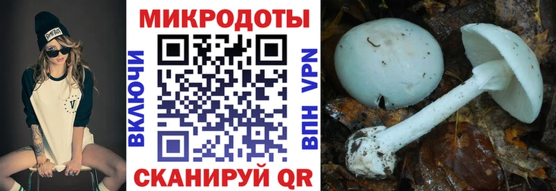 OMG как войти Волжский Галлюциногенные грибы Psilocybe